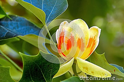 Liriodendron tulipifera - Tulip Tree Stock Photo